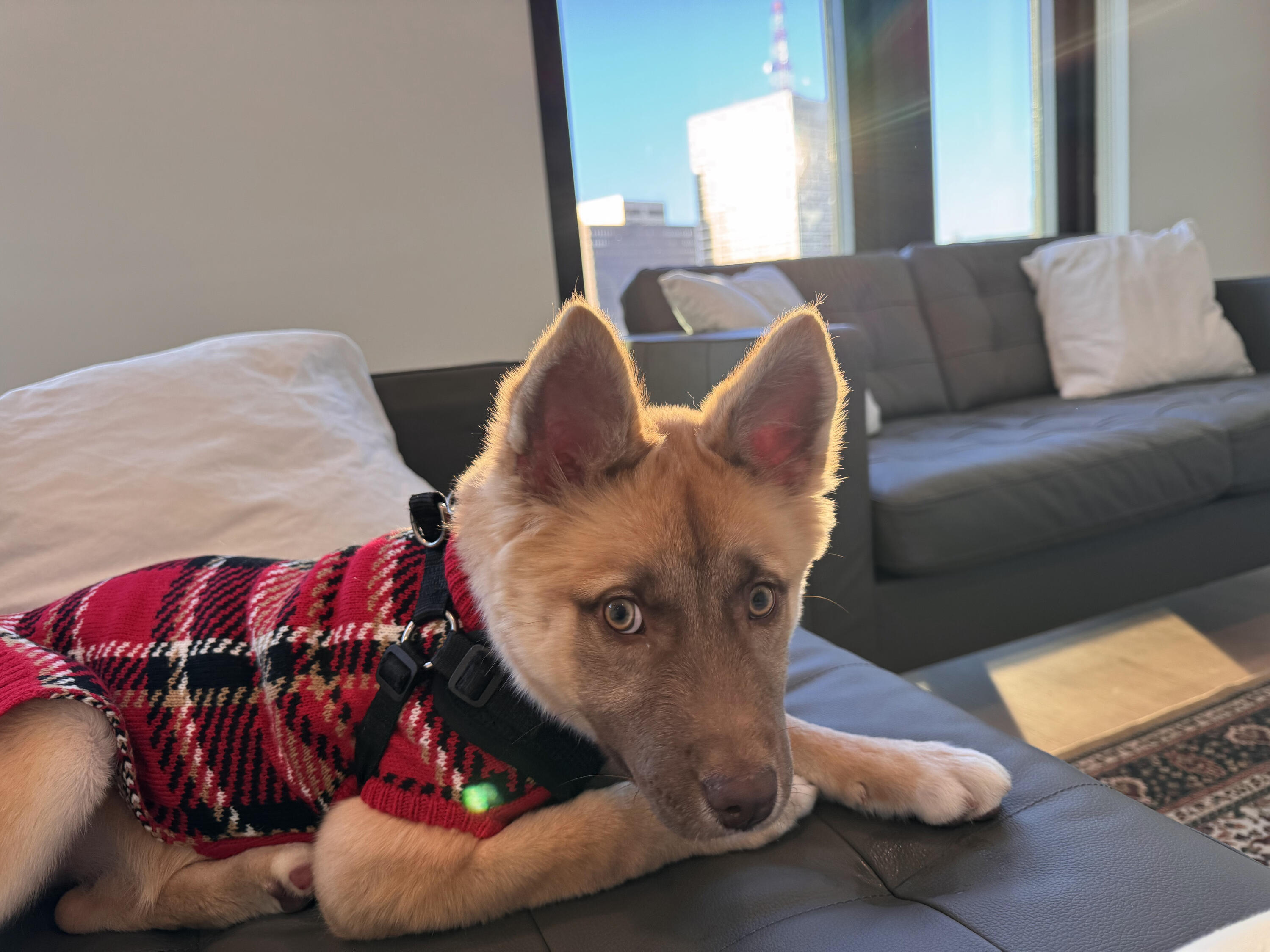 A picture of Nova who is Zishan Arooj's dog